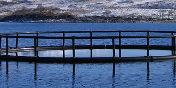 Fewer Wild Fish Needed: Genetically Modified Plants Produce Omega-3 Fish Oil