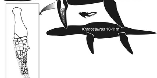 Jurassic Giant: Norway Pliosaur Largest Marine Reptile Ever Found?
