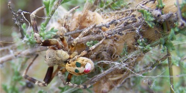 Nepotism Has Its Benefits