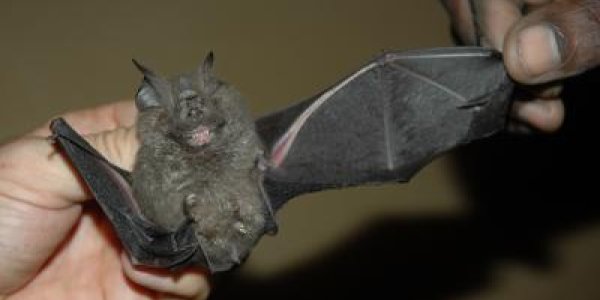Lost Forest Reveals New Bat, Rodent And Frog Species