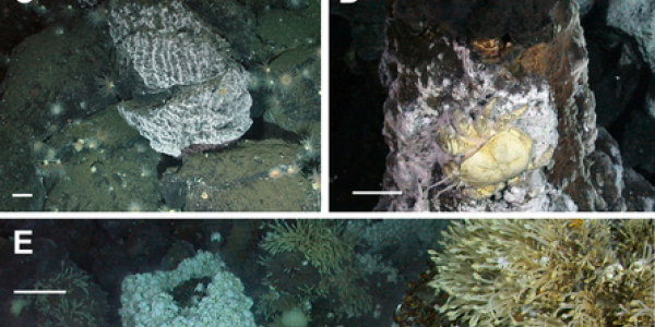 New Yeti Crab, Starfish, Barnacles: A 'Lost World' Found In Antarctica