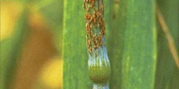 Not even the wheat is safe in Afghanistan as new disease approaches