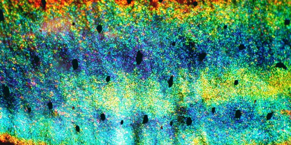 It's the Most Squidful Time of the Year!