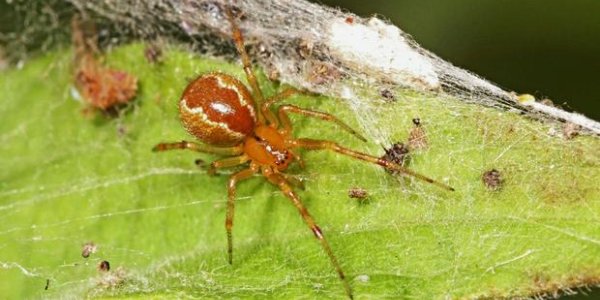Spider Personalities Can Tell Us Which Are The Best Parents