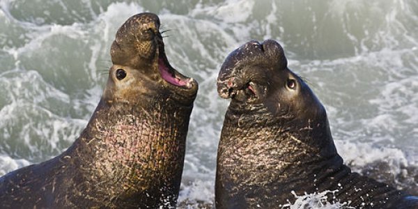 Elephant Seals Also Eat Squid