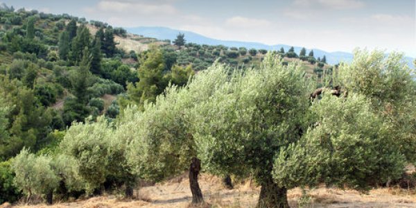 The Famed Olive Trees Of Puglia Are Ravaged By Disease – Here's How Science Can Save Them