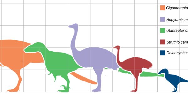 China's Fearsome Bird: Gigantoraptor erlianensis