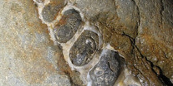 Tuffaceous Siltstone: Paleontology of Porter