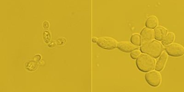 Sweet, Sweet Biofuel Using GMOs