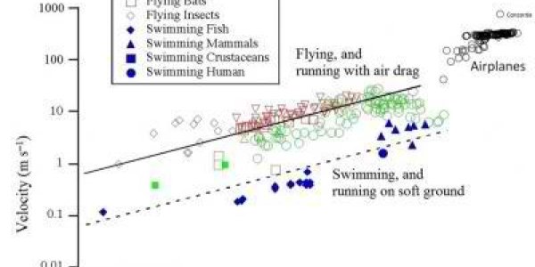 Constructal Law: Evolution Governed Science Of Airplanes