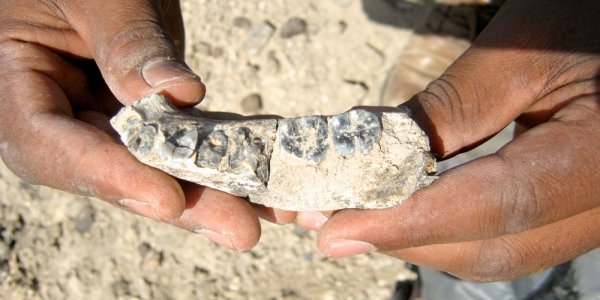 Earliest Homo Fossil Dates Back To 2.75 Million Years Ago