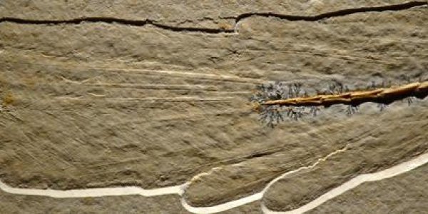 Archaeopteryx Plumage: Feathers And Their Recruitment For Flight