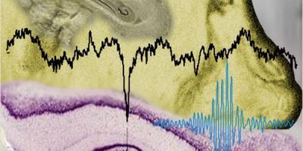 NET-fMRI Models Neural Interaction In Periods Of Silence
