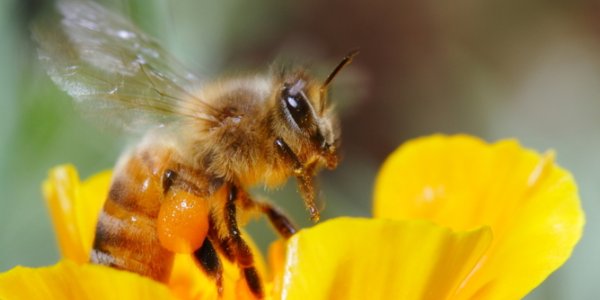 Don't Overlook What’s Underfoot – Save The Bugs And Germs