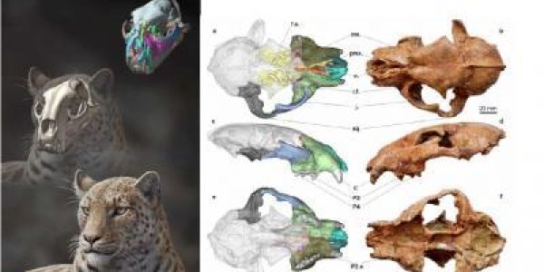 Panthera Blytheae Fossil Is Oldest Big Cat Species Ever Discovered