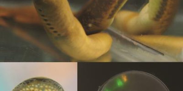 Ontogeny Recapitulates Phylogeny - Except For This Strange-Looking Head