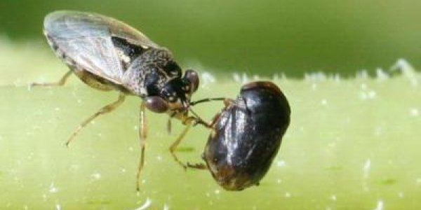 Beneficial Insects, Nematodes Not Harmed By Genetically Modified, Insect-resistant Crops