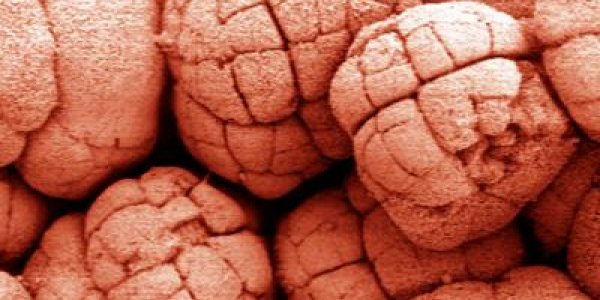 Study: Two Oxygenation Events In Oceans Sparked Spread Of Complex Life