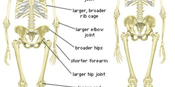 The Short Legs Of The Neanderthal