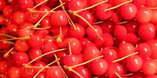 Cherry Madness: Sweet Science Or Overripe Hype?