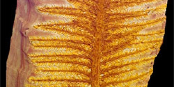 Ancient Climate Shifted Wildly