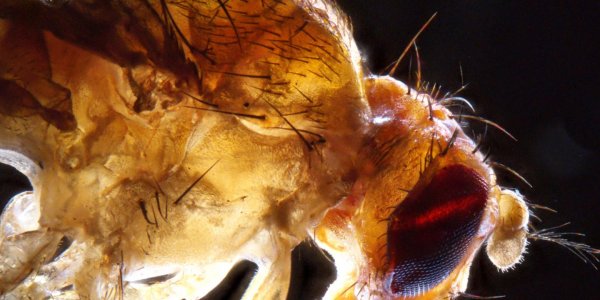 Sci-Fly: How Lifeforms Know To Be Just The Right Size