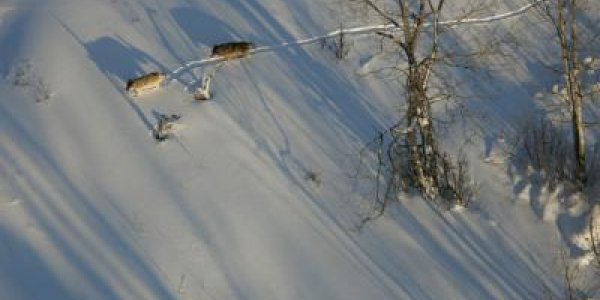 Inbred Wolves Struggle, Moose Proliferate At Isle Royale National Park