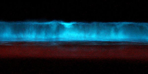 Why Aren't Humboldt Squid Giant?