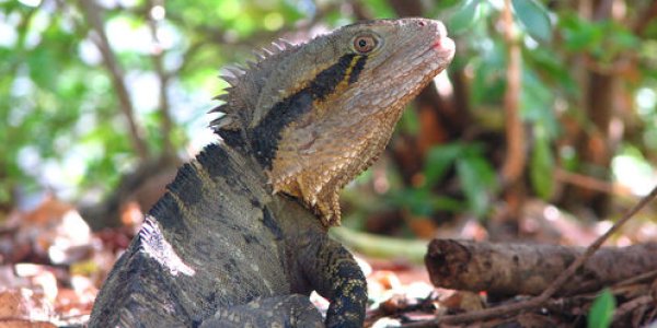 There Is No Such Thing As Reptiles Any More – Here's Why