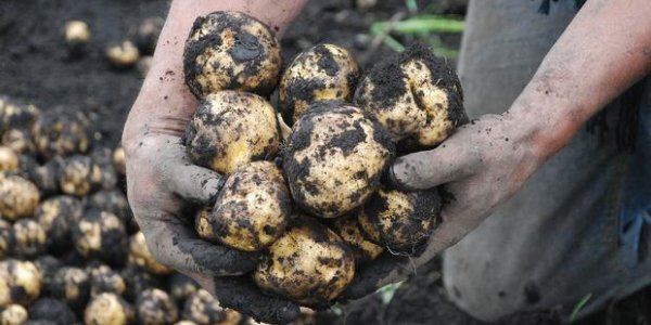 Potato-Ravaging Pests: Science Can Fix That