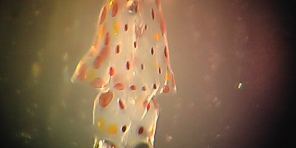 Baby Squid Goes Zoom