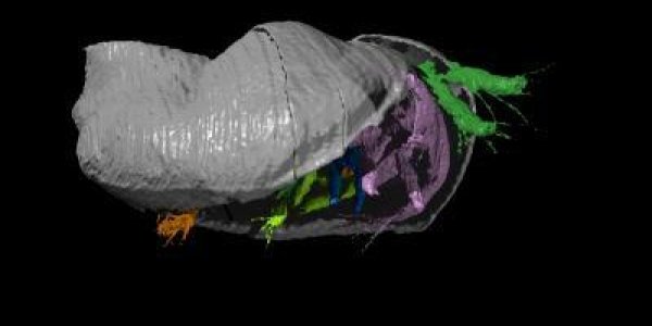 Pauline Avibella: Tiny New Species Discovered