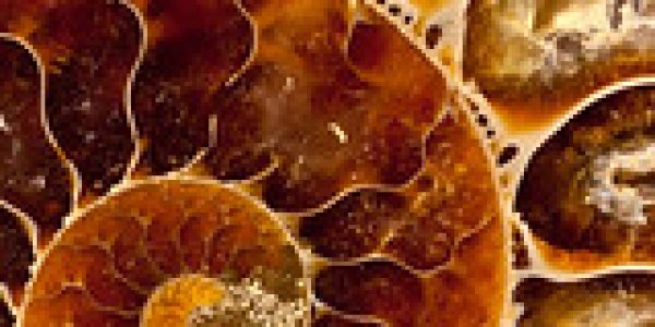 Taseko Lake Fossil Exploration