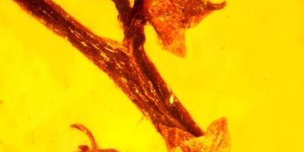 100 Million Years: Oldest Evidence Of Reproduction In Flowering Plants Discovered