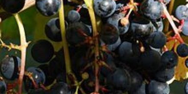 The Search For The Genetic Secrets Of Wine's Aroma