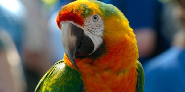 The Region In The Brain That Gives Parrots Their Chat
