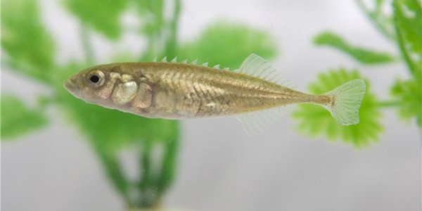 Stickleback Fish Has Human Ability To 'Learn' - Study