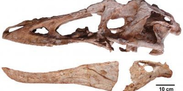 Pinocchio Rex: Long-nosed Cousin Of Tyrannosaurus Rex