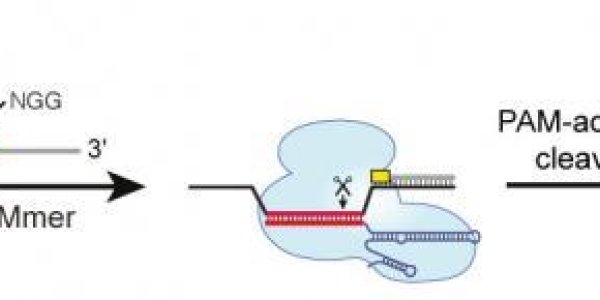 RCas9: A Programmable RNA Editing Tool
