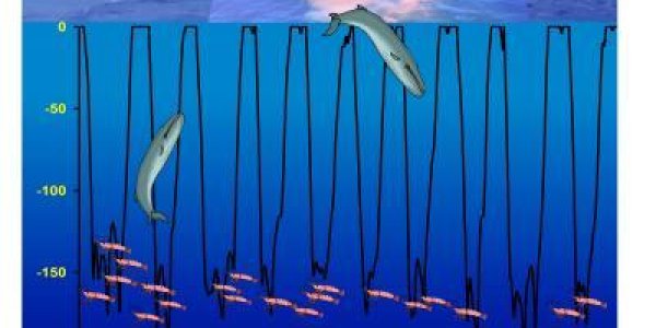 Like Fishing And The Ocean Ecosystem? Thank Whales