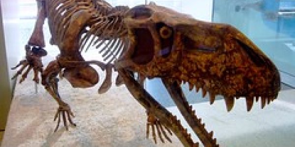 Battle for Survival: Dinosaurs vs. Crurotarsans