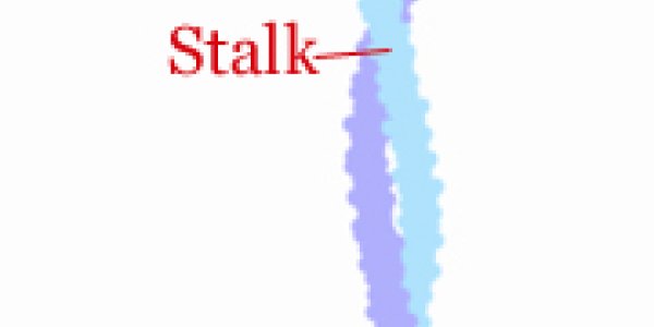 Walk It Off, Motor Proteins!