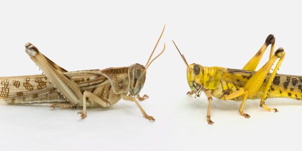 And That's How The Locust Changed Its Mind