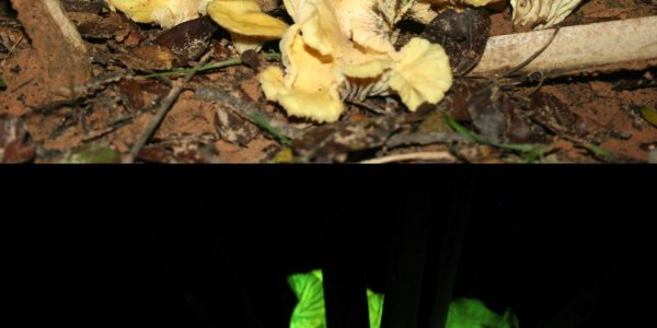 Aristotle's Answer: Why Some Mushrooms Glow