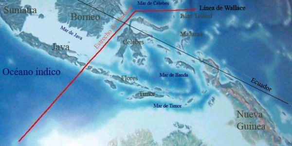 Evolution: The Wallace Line Gets A New Hypothesis