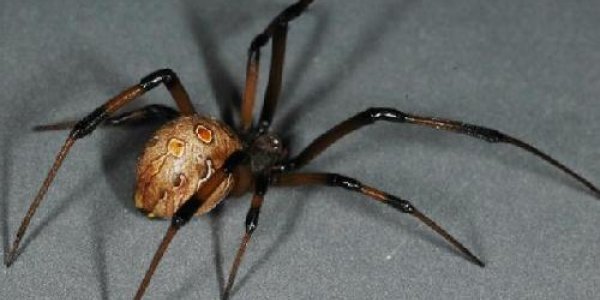 Oil-Based Pesticides Most Effective At Killing This