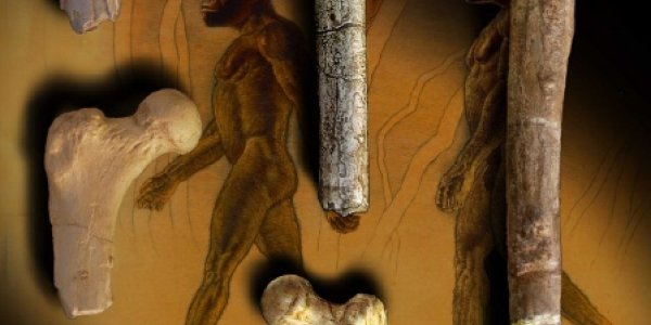 Evolution's Six-Million-Year Walk