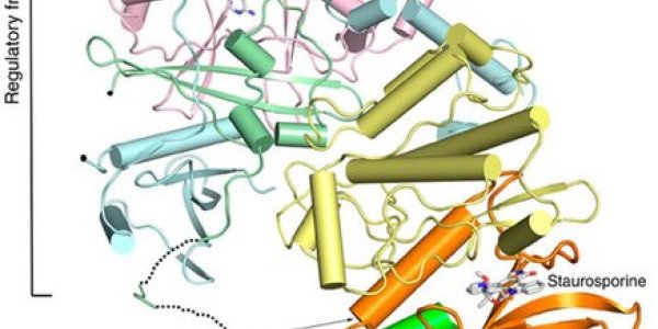AMPK And MTOR Control Whole Body Energy Status
