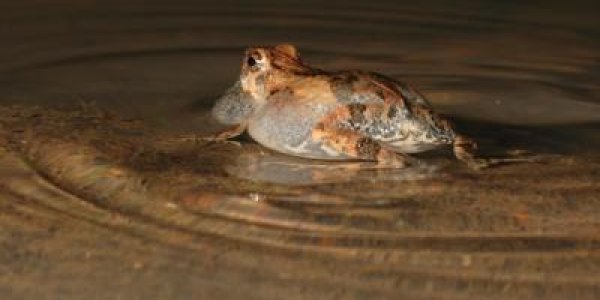 Bats Use Water Ripples To Hunt Frogs