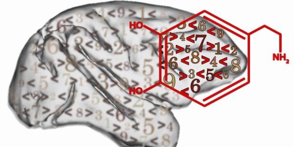 Dopamine Helps With Mood - And Math
